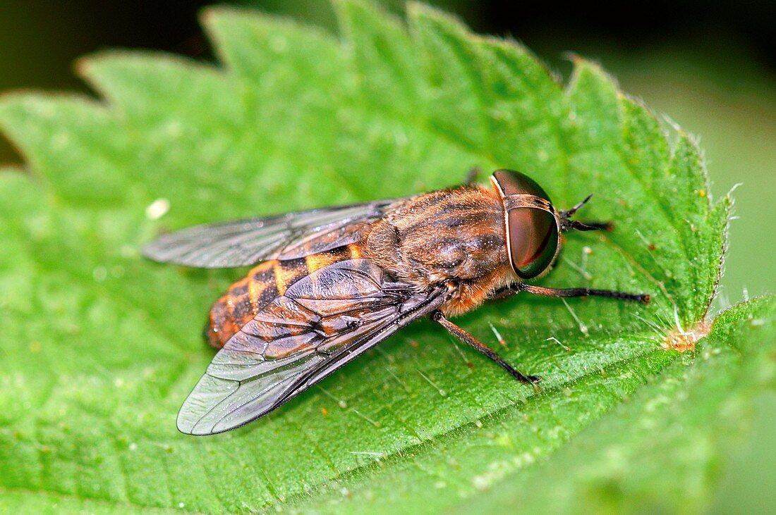 Band-eyed brown horsefly