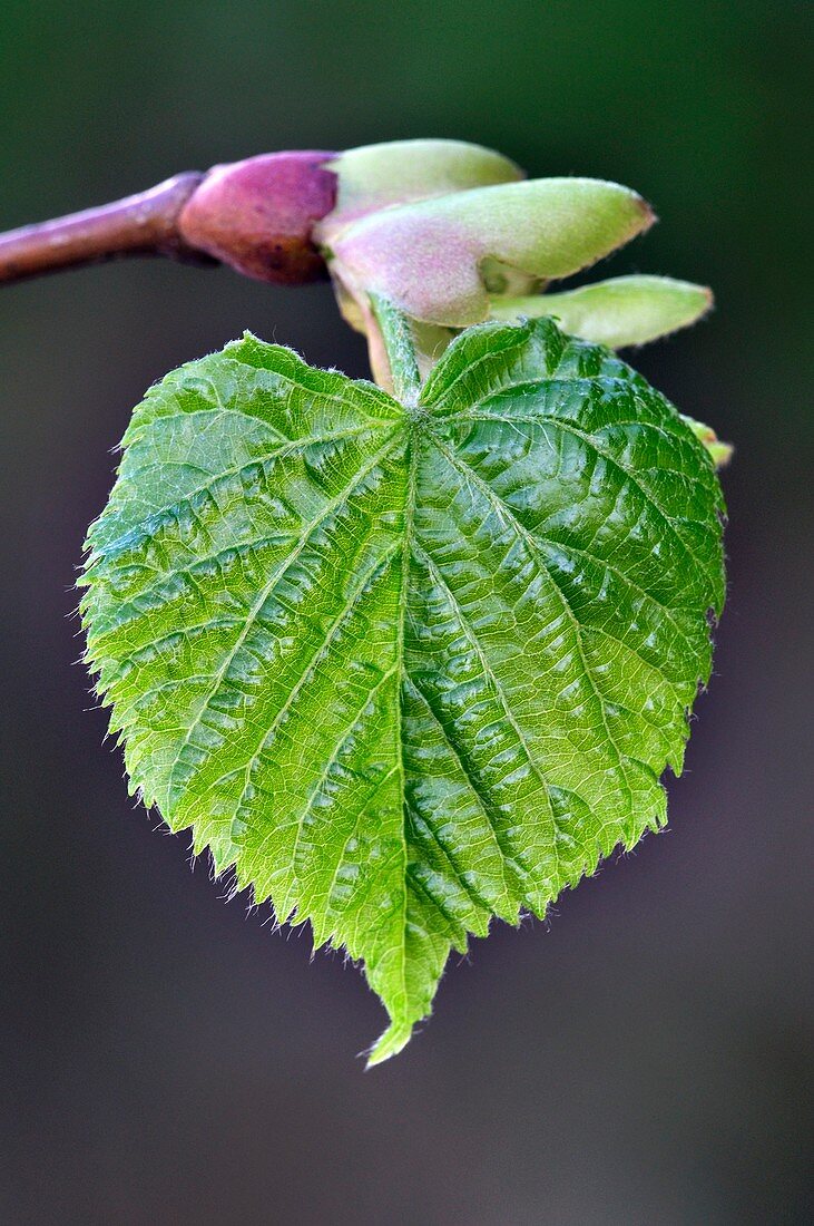 Linden (Tilia platyphyllos) leaves
