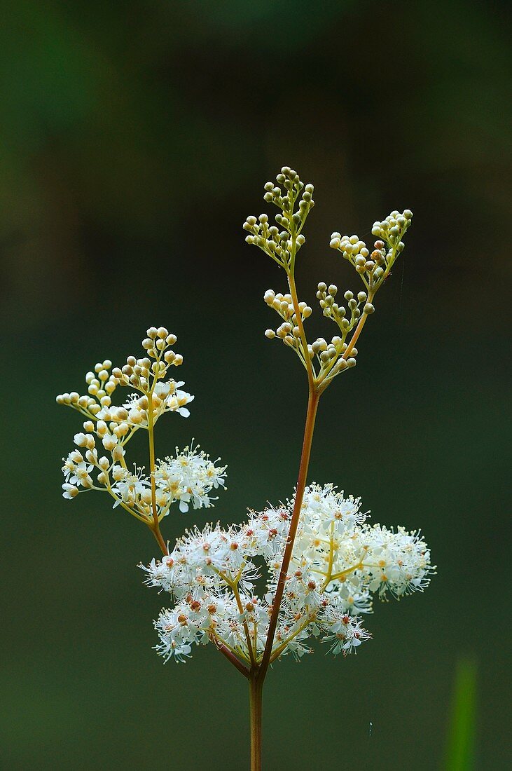 Meadowsweet (Filipendula ulmaria) flowers