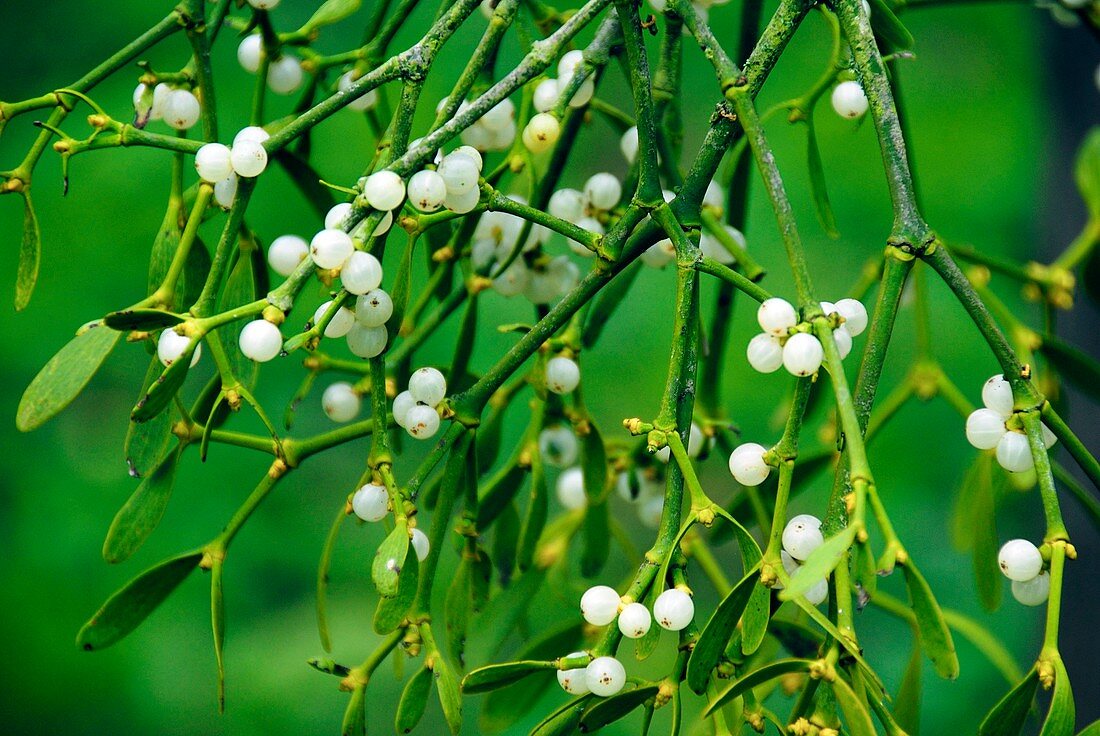 Mistletoe (Viscum album) berries