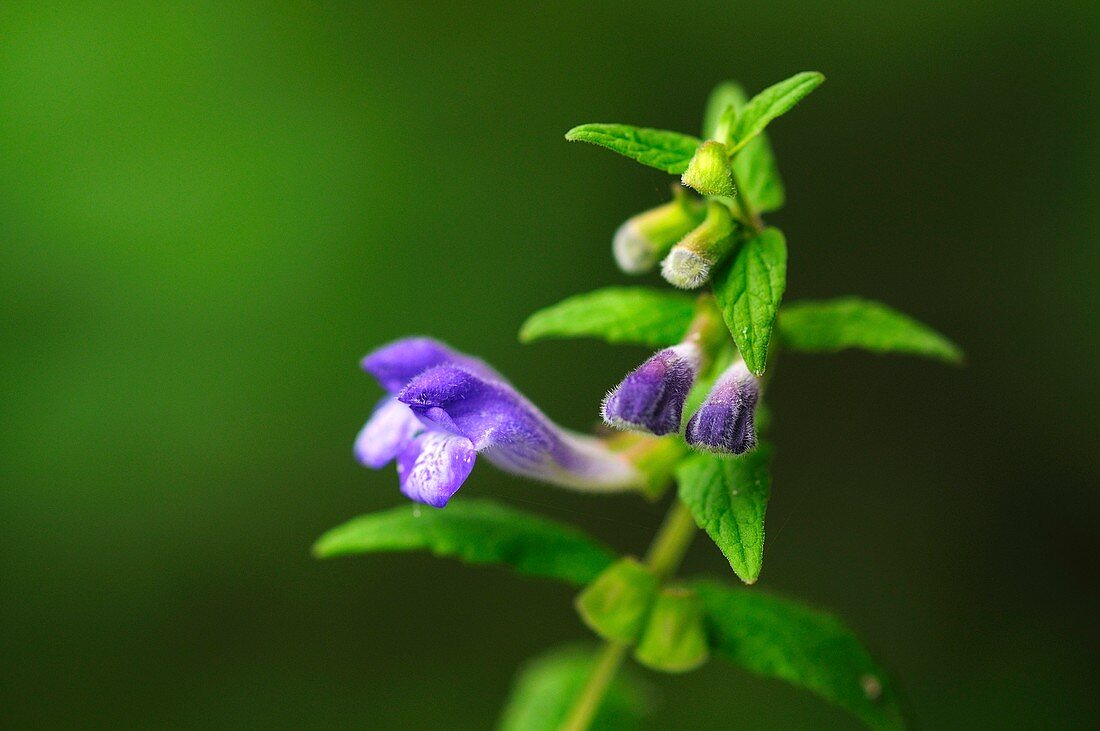 Scutellaria galericulata flowers