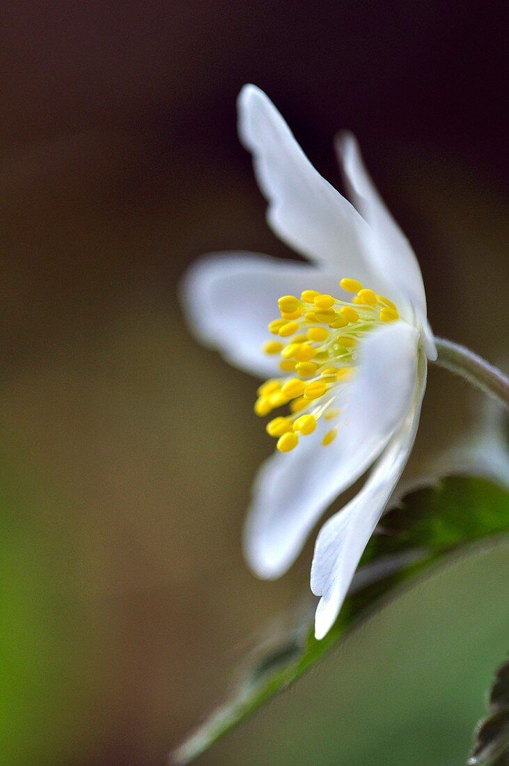 Wood anemone (Anemone nemorosa) flower