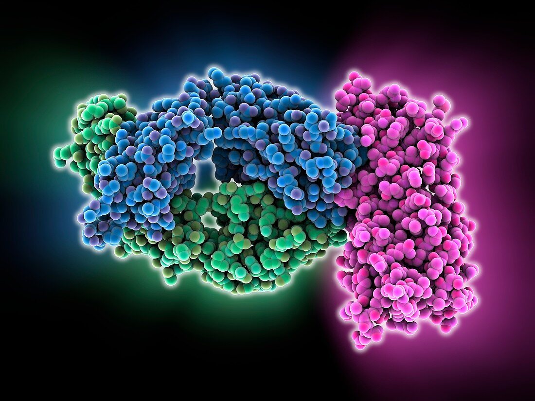 HIV antibody-glycoprotein complex