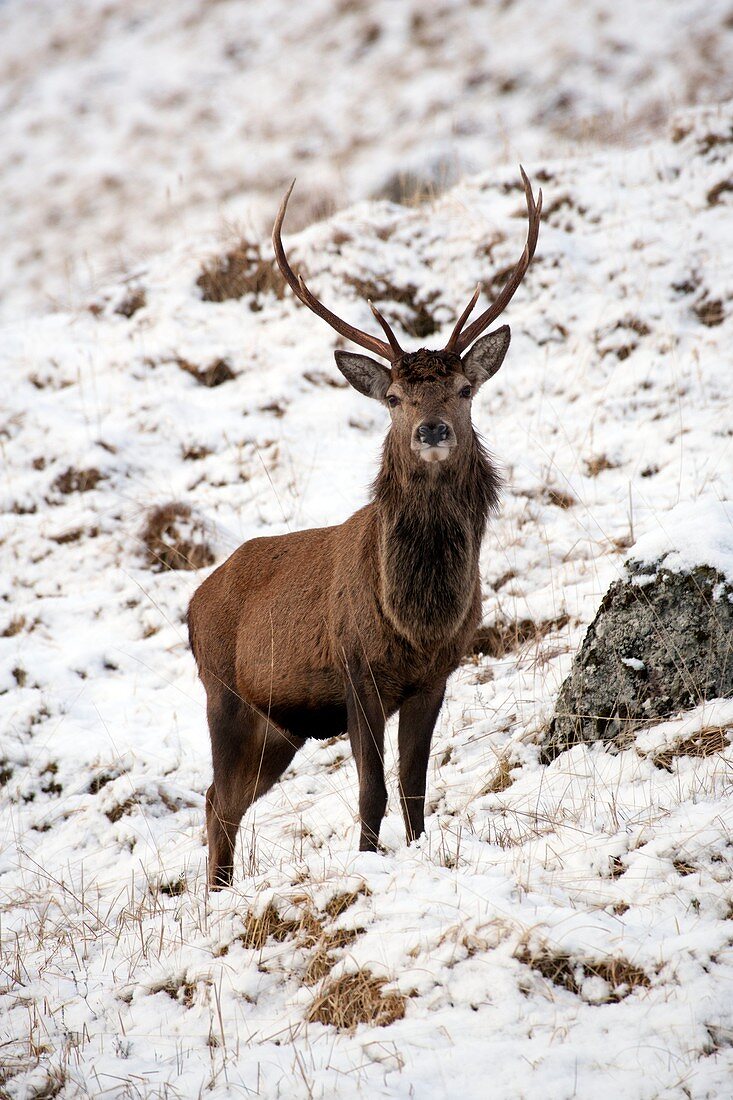 Red deer stag in snow
