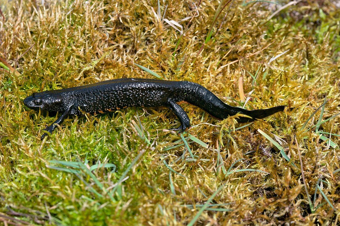 Great crested newt on moss