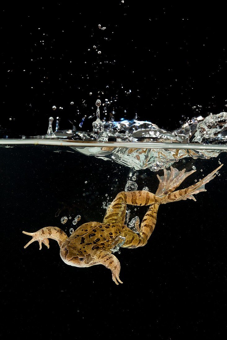 Common frog landing in water
