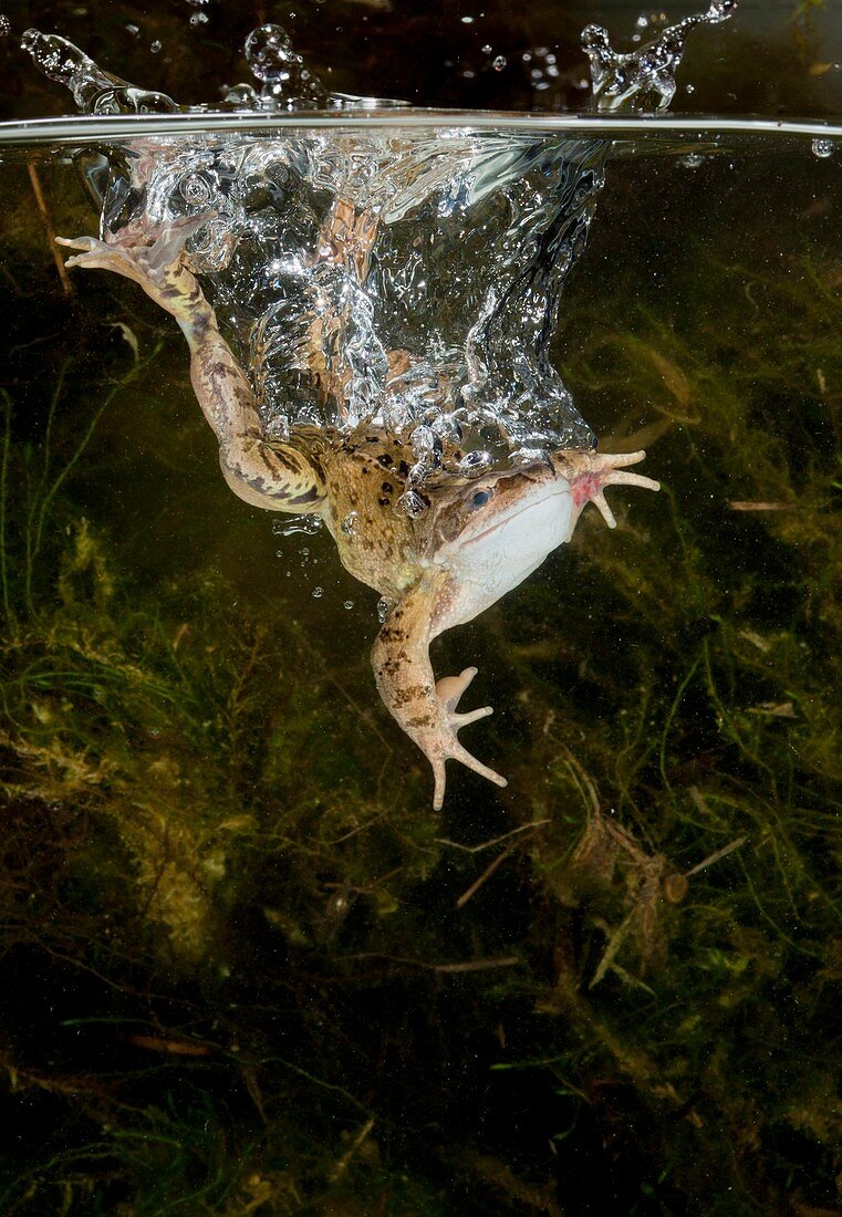 Common frog landing in water