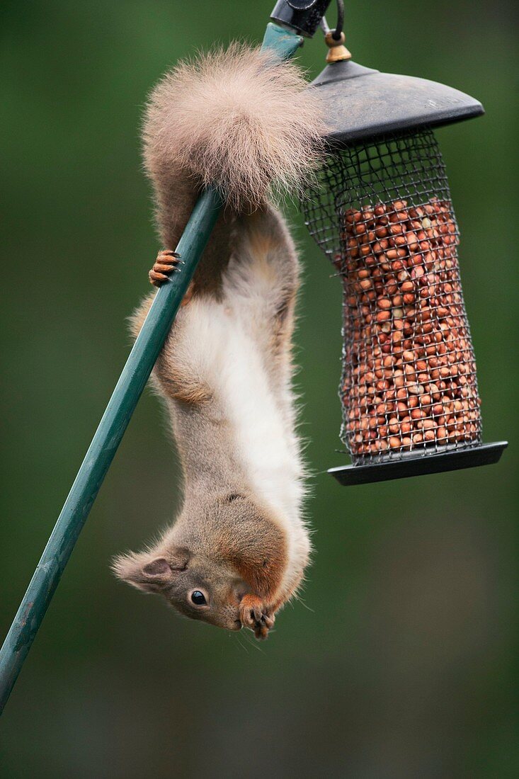 Red squirrel on a bird feeder