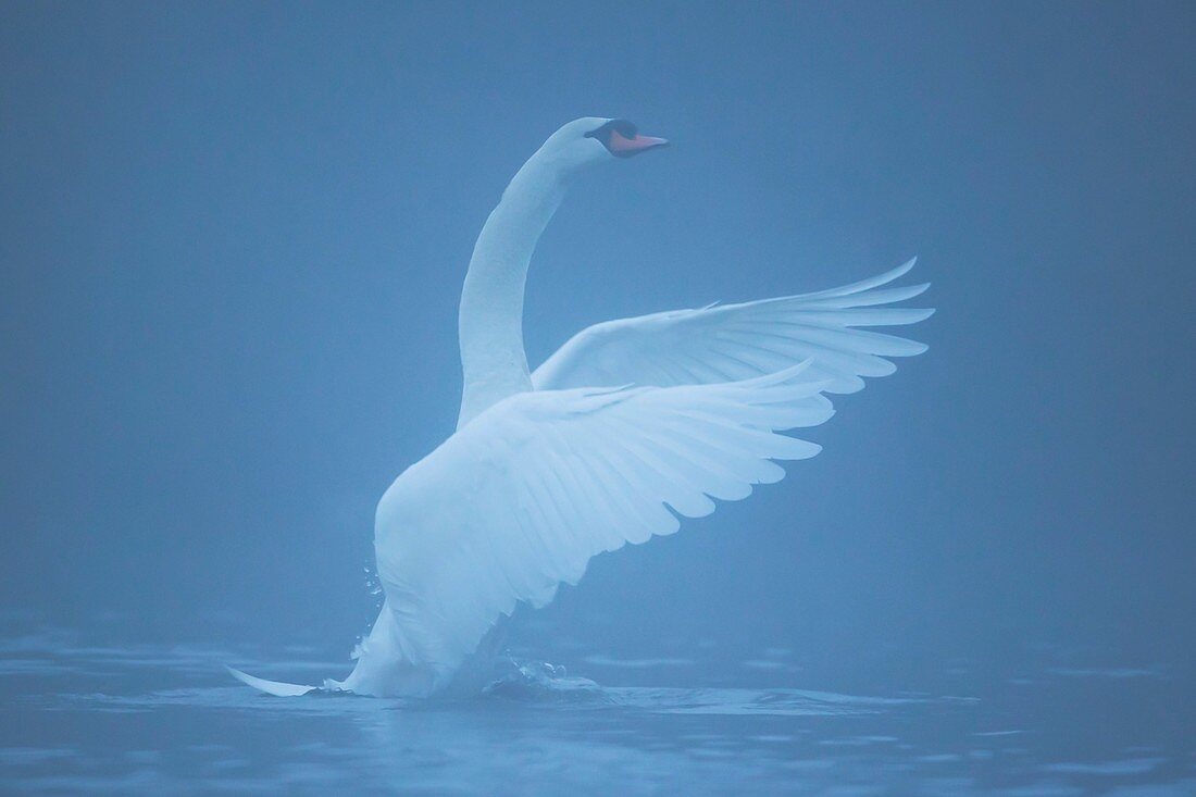 Mute swan beating on a misty lake