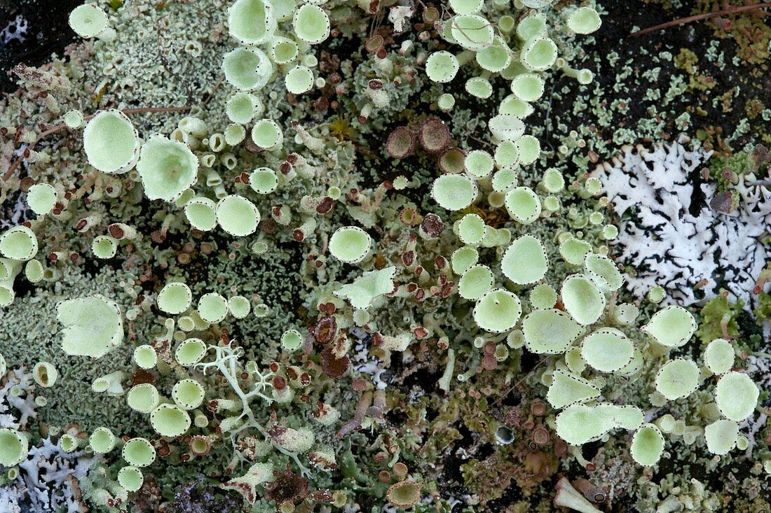 Cup lichen (Cladonia sp.)