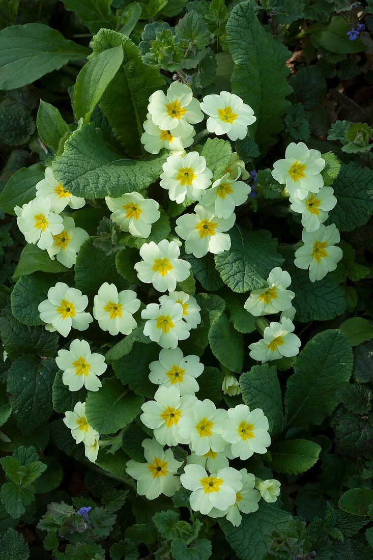 Primrose (Primula vulgaris) in flower