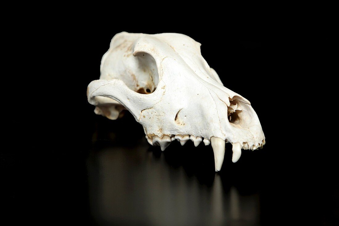 Wild Boar Animal Skull