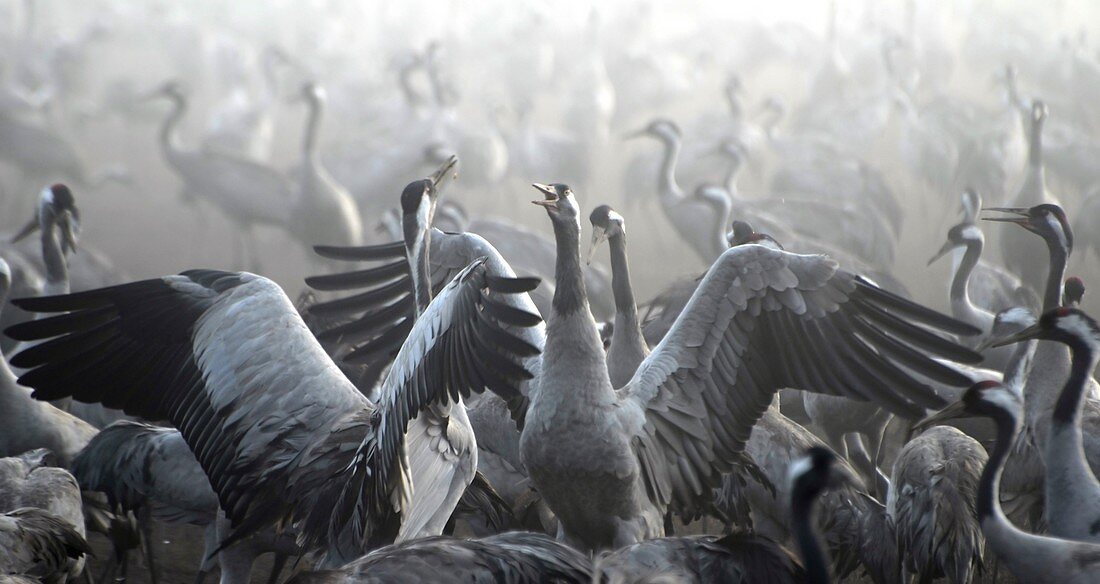 Flock of Common Crane (Grus grus)