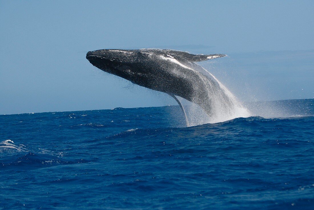 Humpback whale leaping