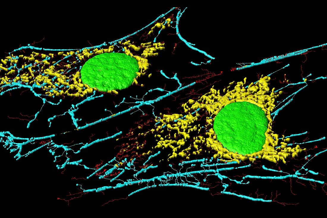 Fibroblast cells,fluorescent micrograph