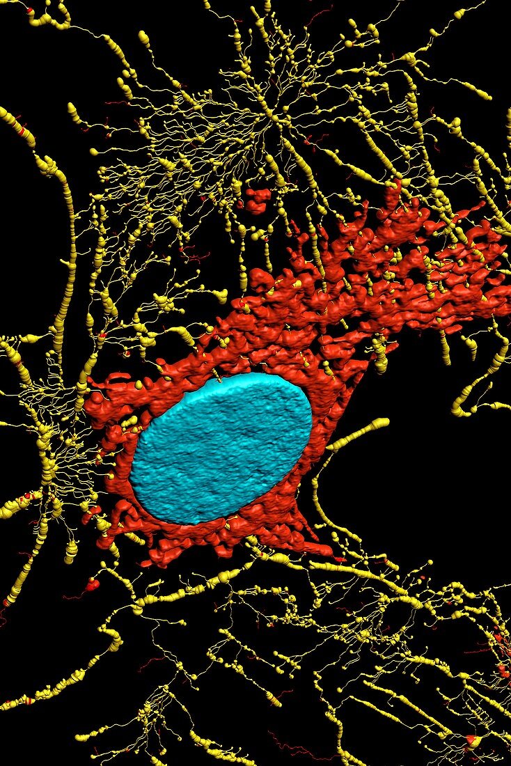 Fibroblast cell,fluorescent micrograph