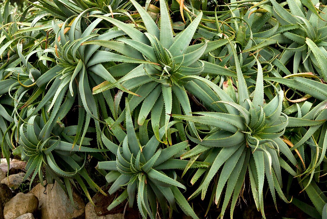Krantz Aloe (Aloe arborescens)