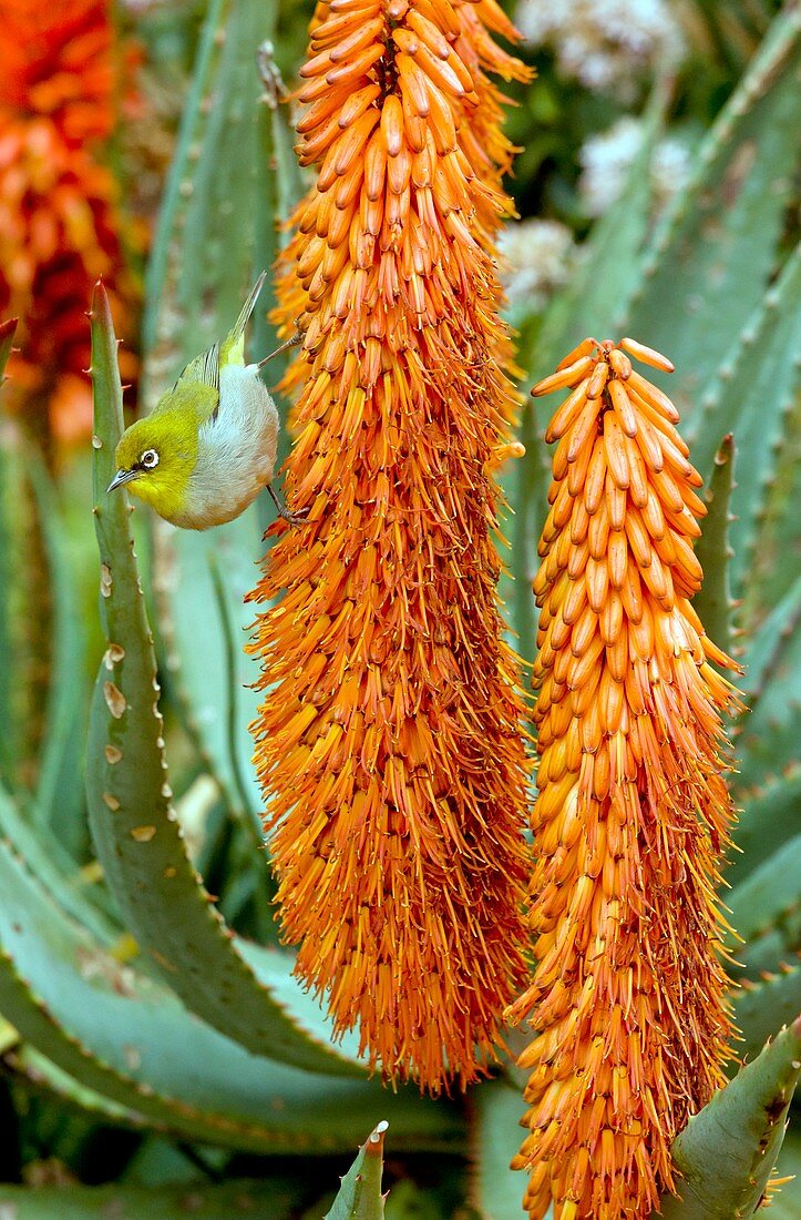 Cape White-eye,South Africa