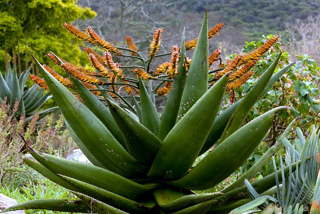 Mountain Aloe (Aloe marlothii)