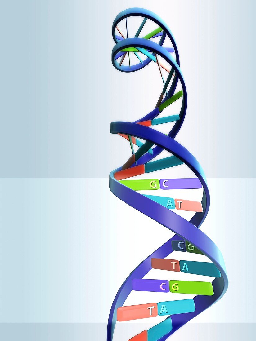 DNA molecule,artwork