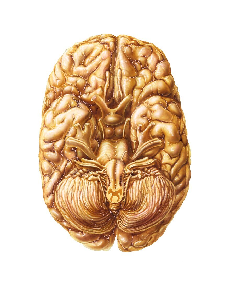 Human brain,anatomical artwork