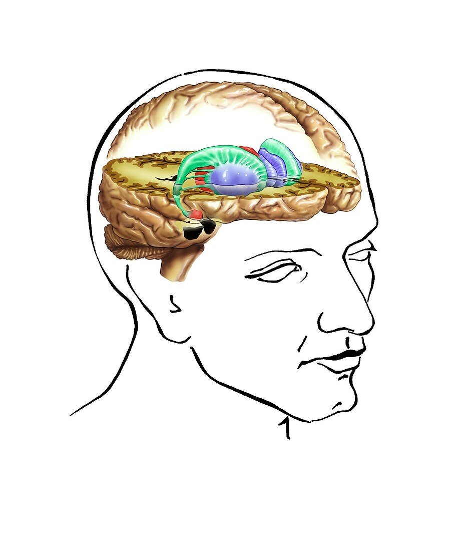 Striatum,anatomical artwork