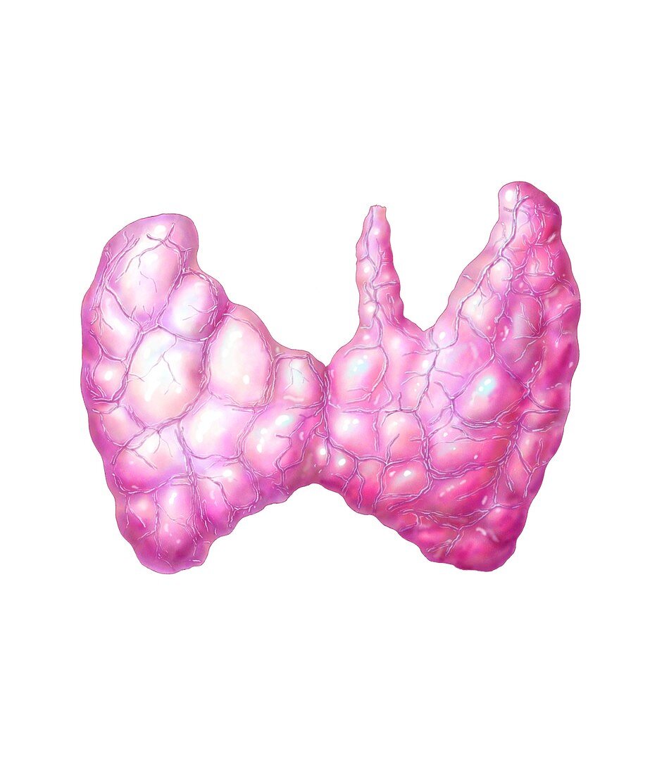 Thyroid gland,artwork