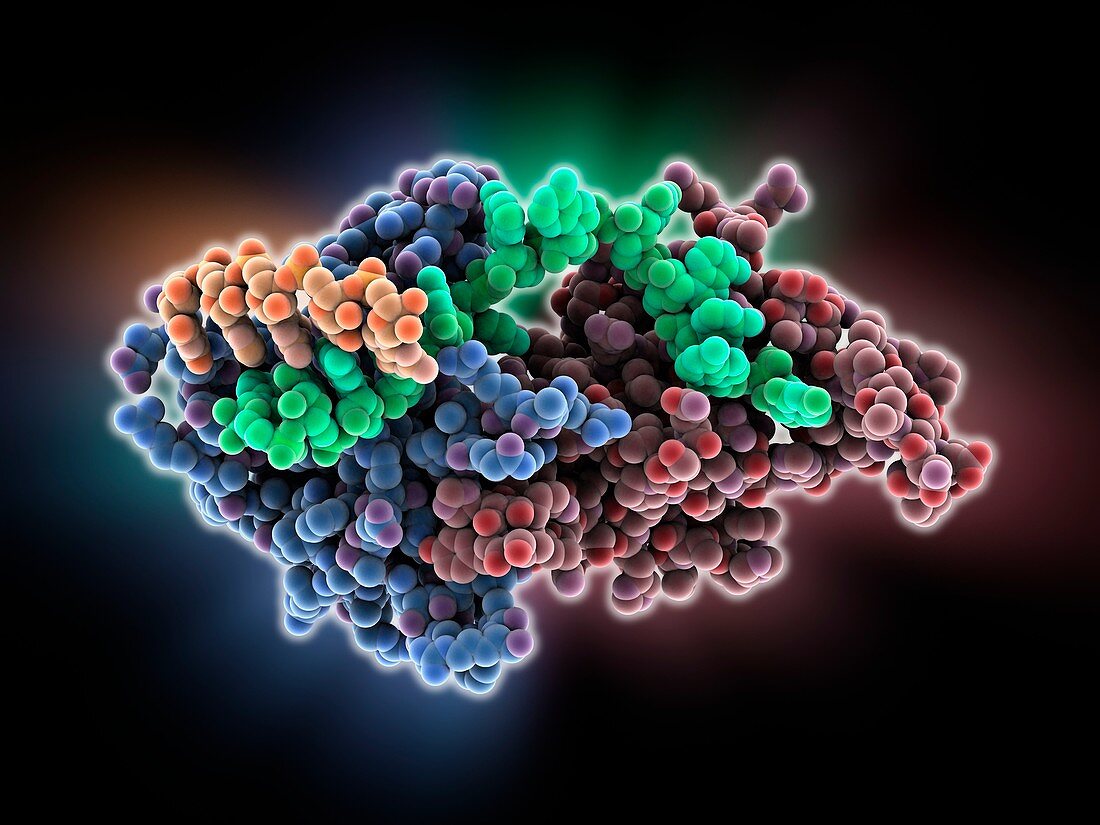 Protozoan RNA-binding protein complex