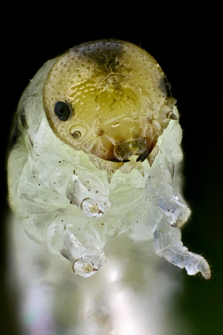 Caterpillar head