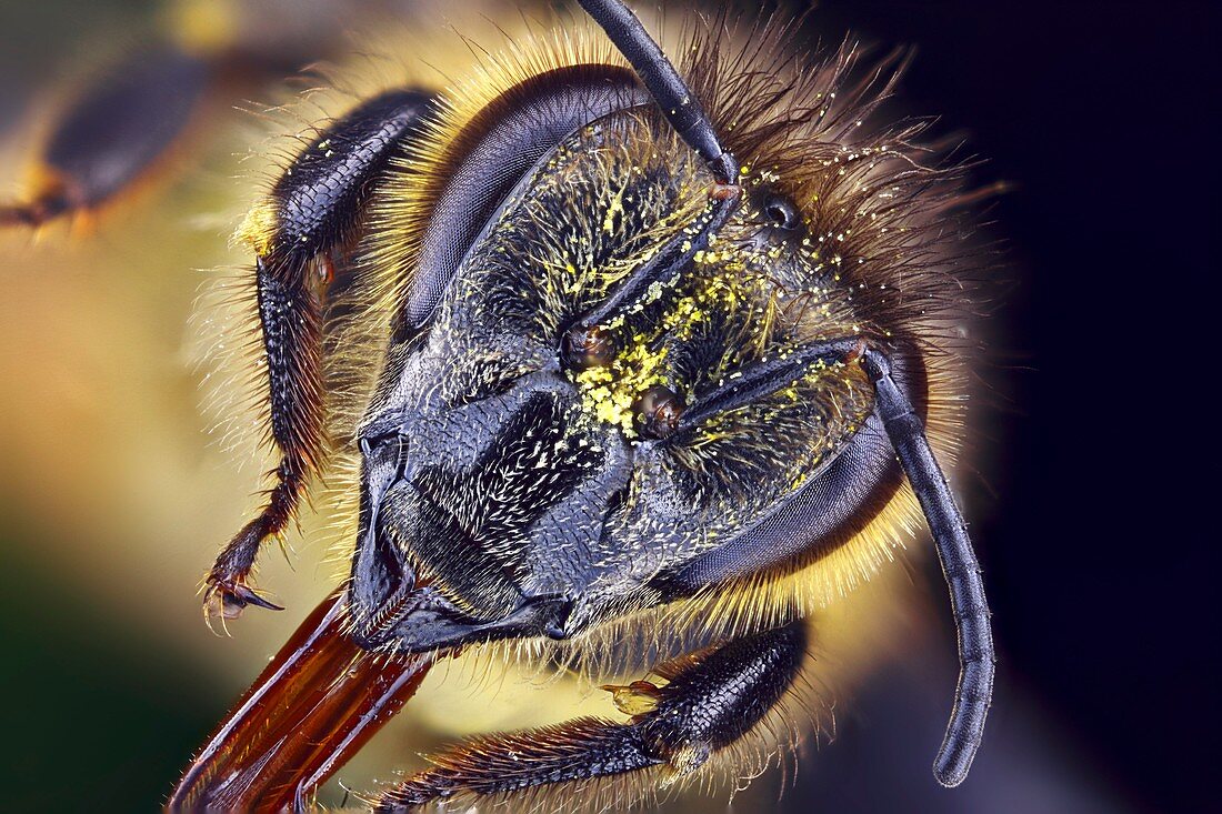 Honeybee head