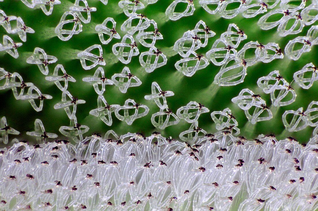 Fern (Salvinia sp.) leaf hairs