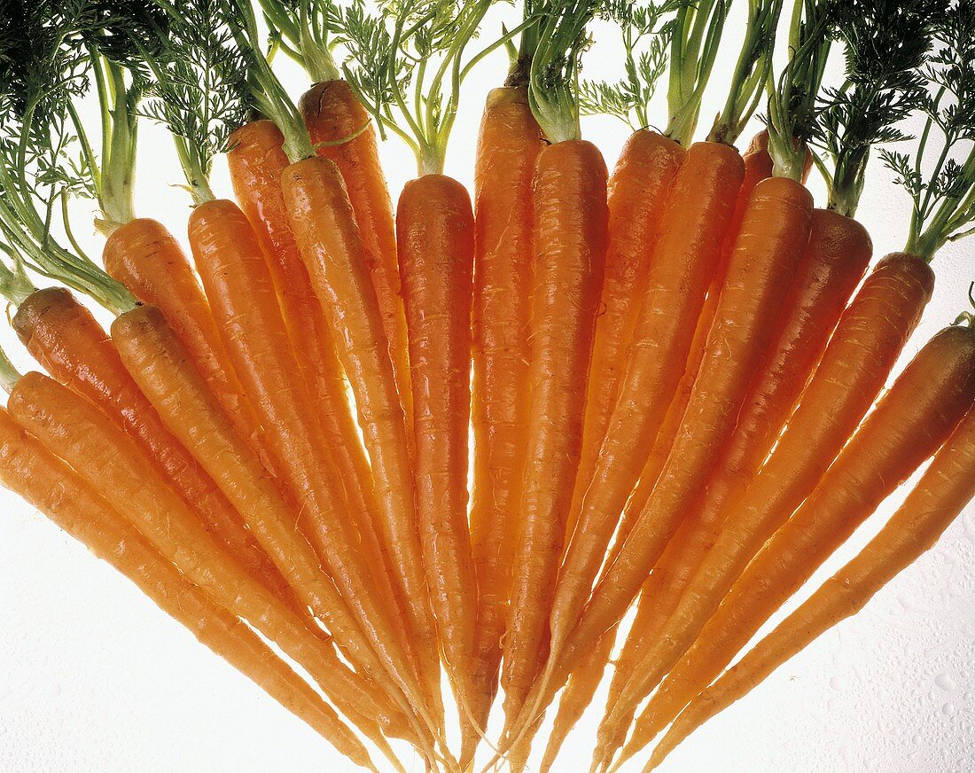 Several Carrots
