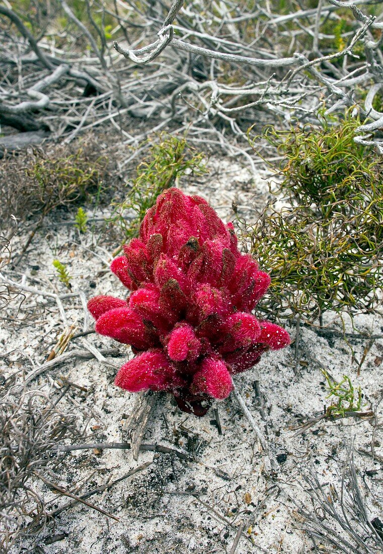 Red Broomrape (Hyobanche sanguinea)