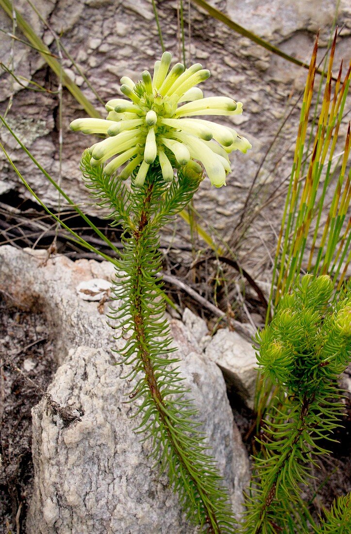 Green heath (Erica sessiliflora)