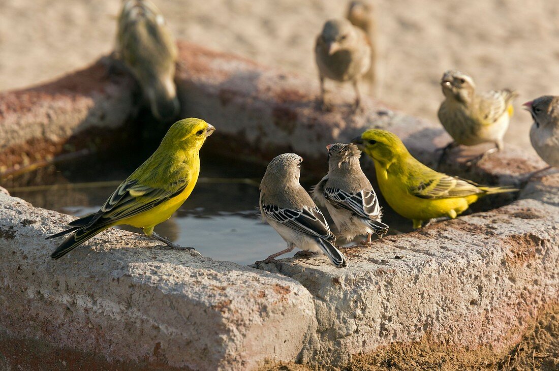 Finches feeding at a waterbath