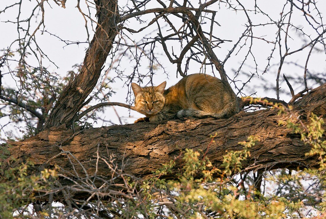 African wildcat in a tree