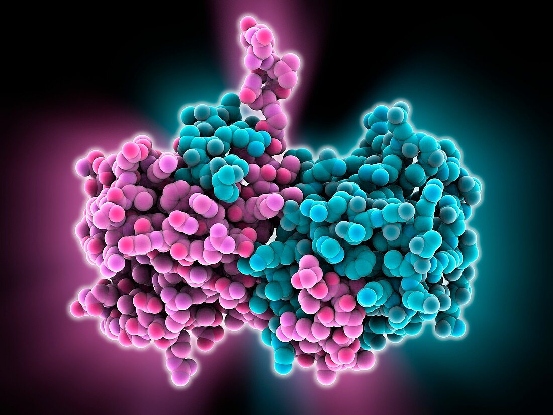 Ebola virus transcription factor fragment