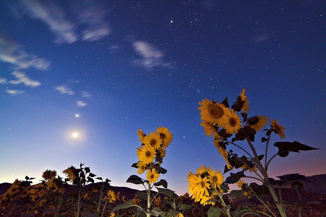 Sunflowers under stars at dawn