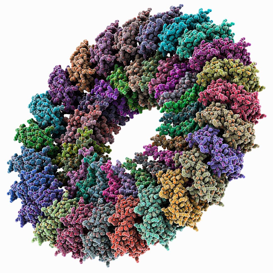 Bacterial needle complex protein rings