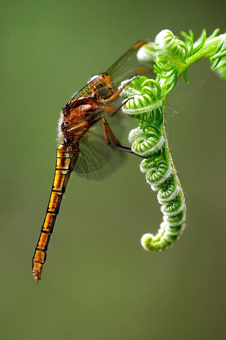 Keeled skimmer dragonfly