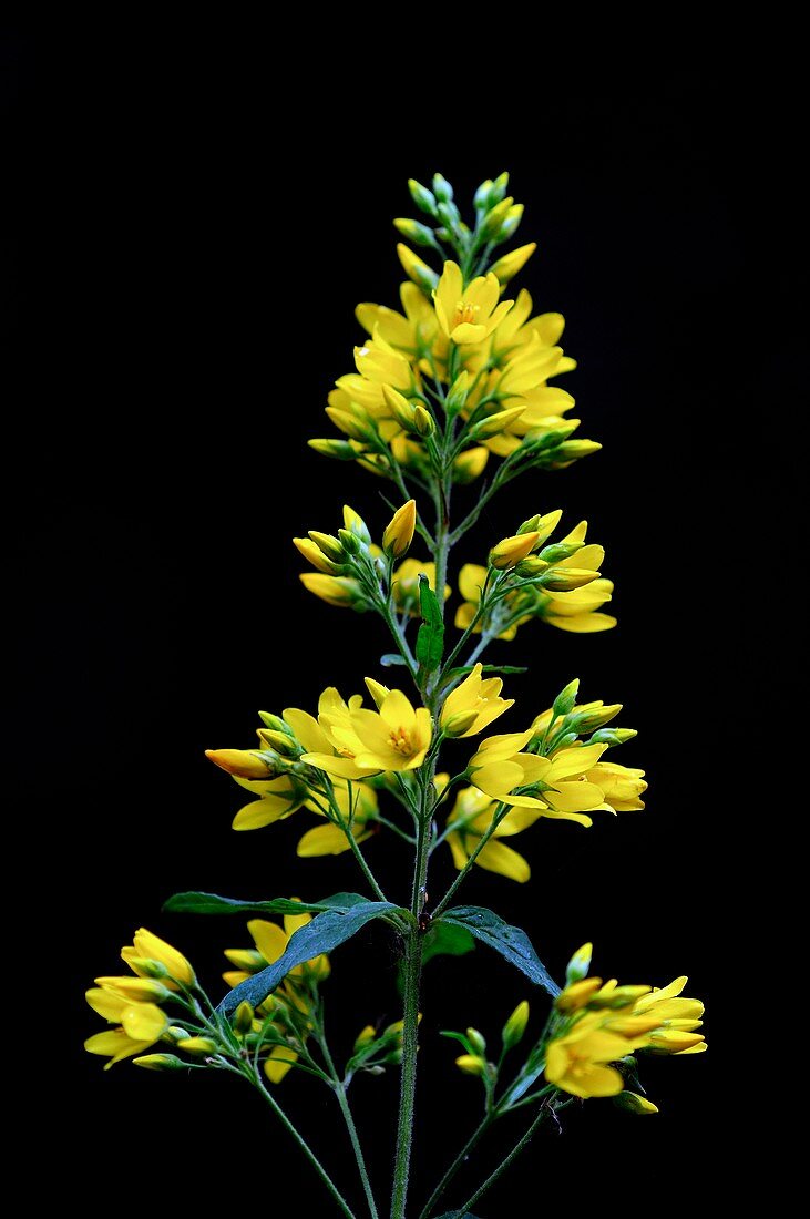 Yellow loosestrife (Lysimachia vulgaris)