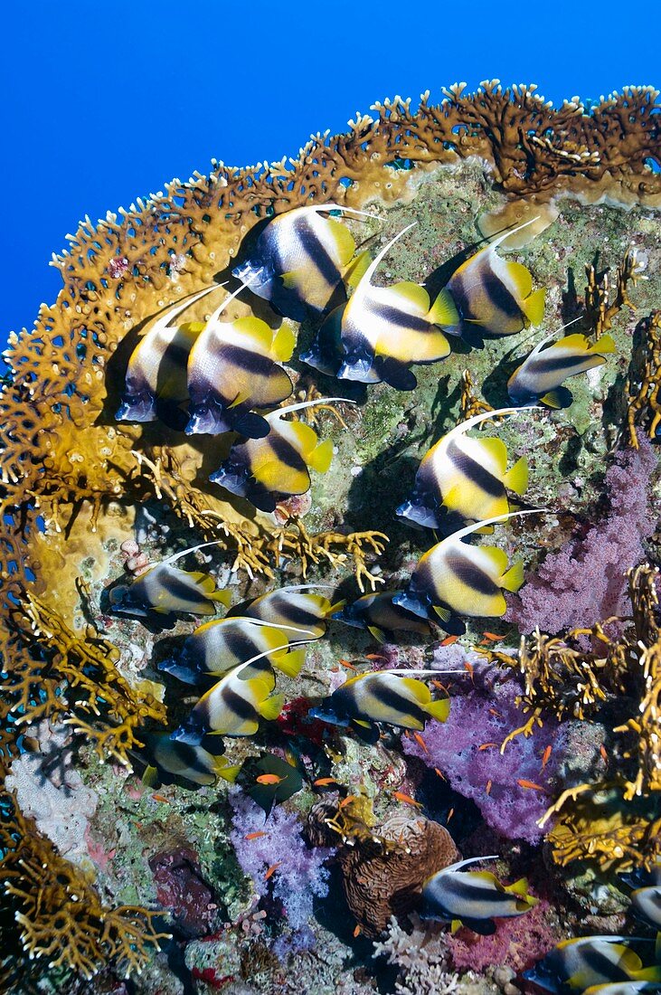 Red Sea bannerfish on a coral reef