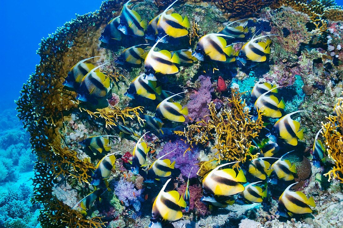 Red Sea bannerfish on a reef