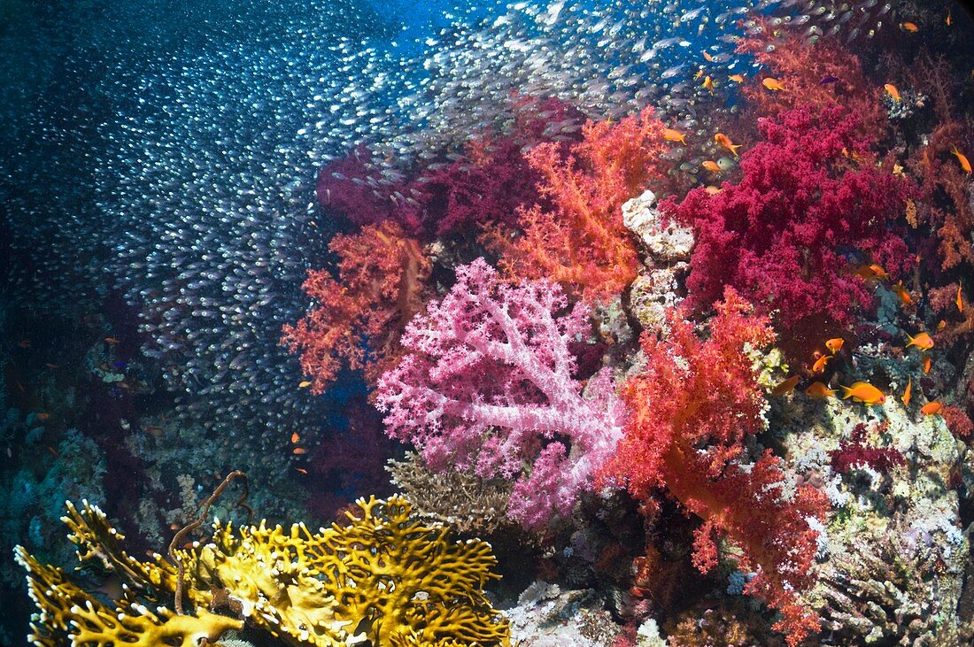 Coral reef