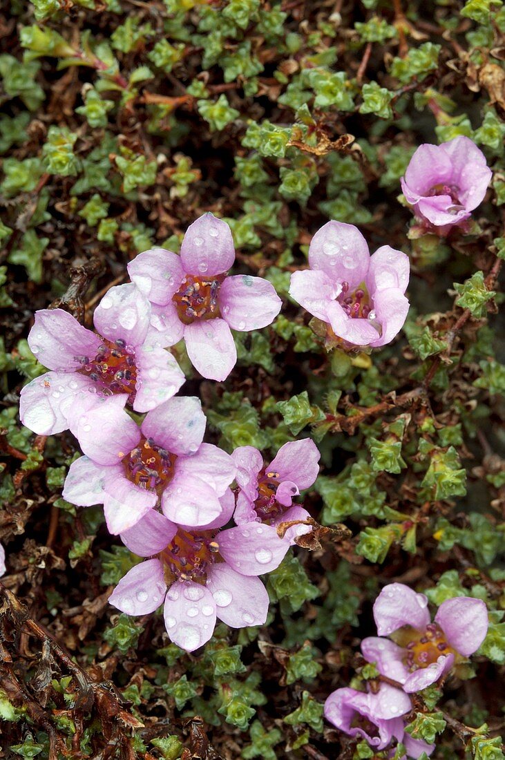 Saxifraga oppositifolia flowers