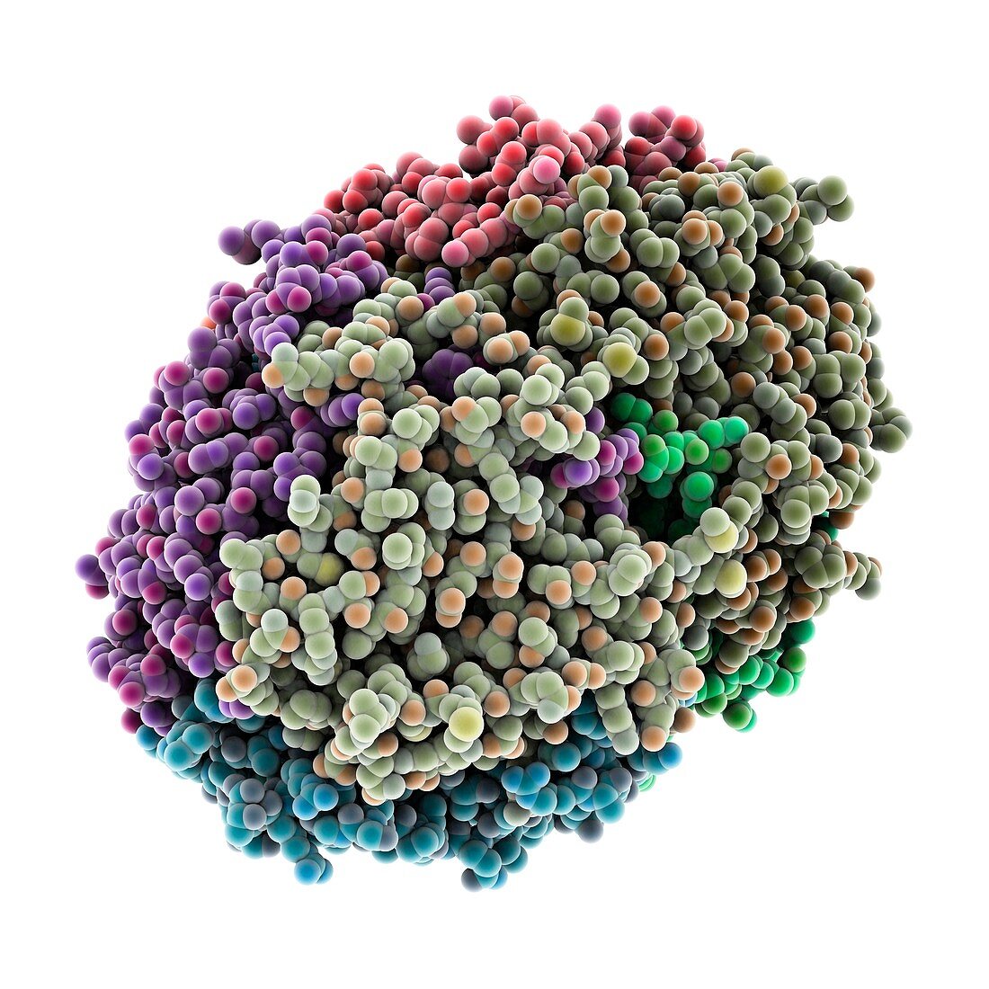 Type IV collagen C4 domain molecule