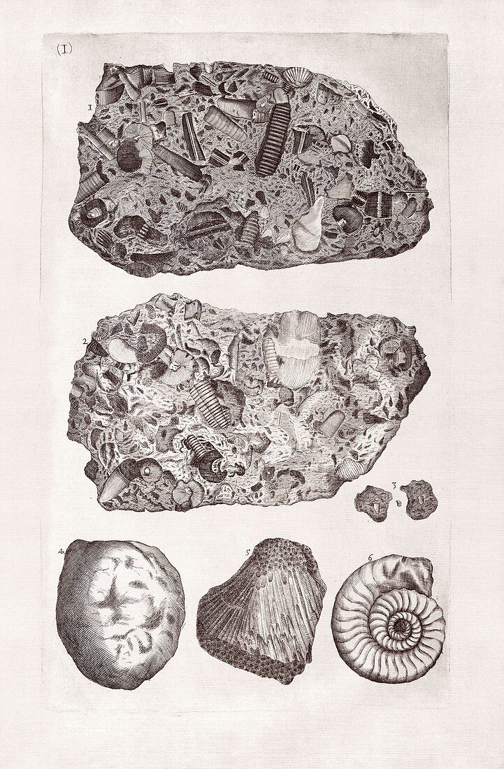 Marine fossils,18th century