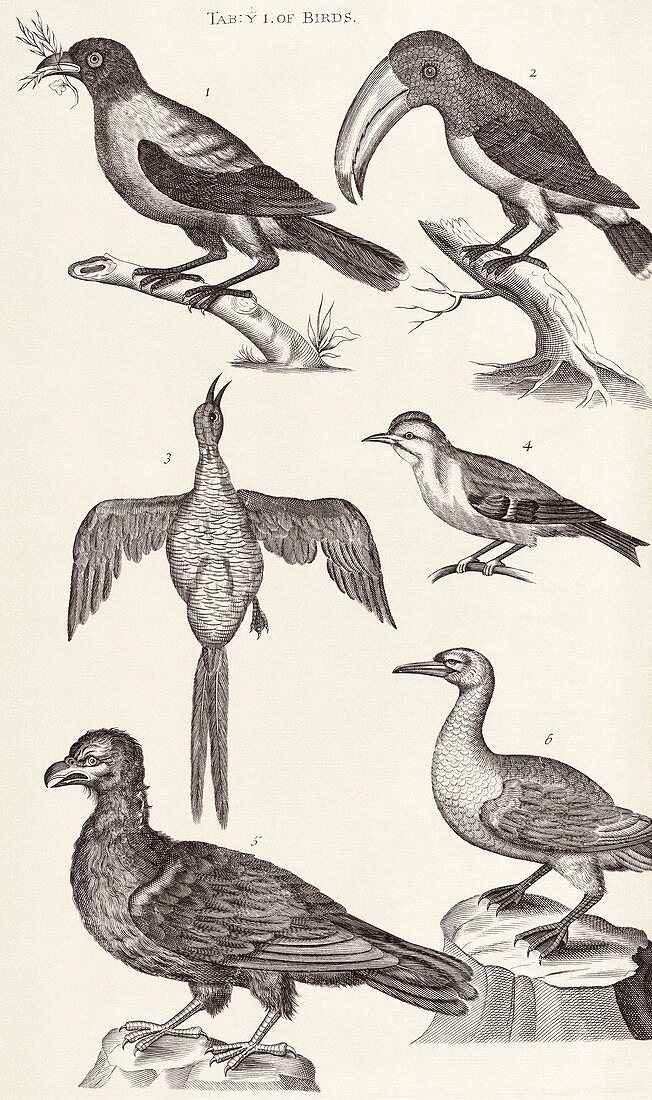 Bird specimens,18th century