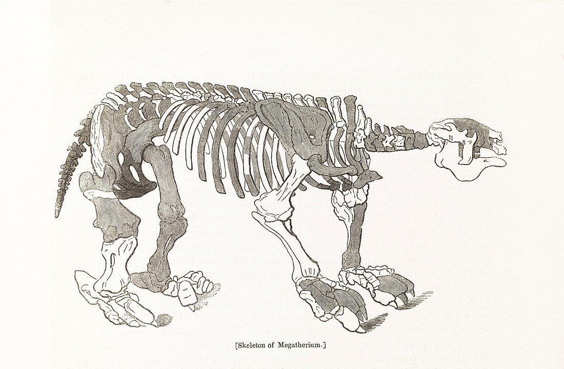 Megatherium skeleton,19th century