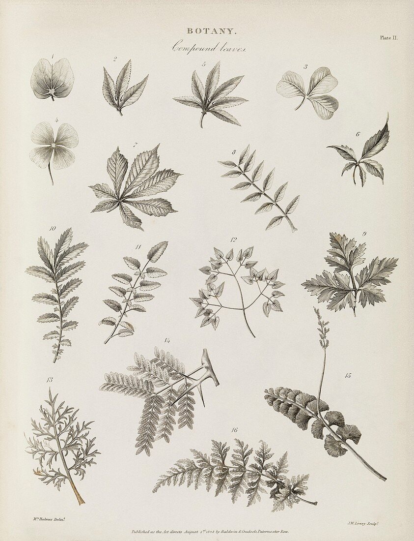 Compound leaves,19th century